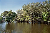 Tonle Sap - Kampong Phluk - Flooded mangrove forest